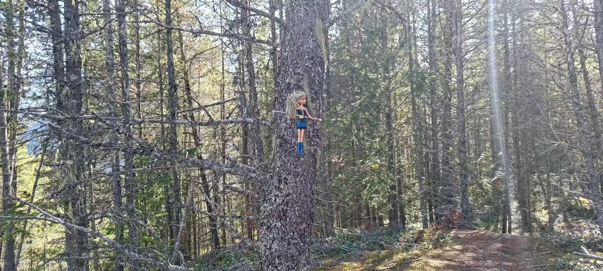 Barbie Doll on a tree in Squamish, BC