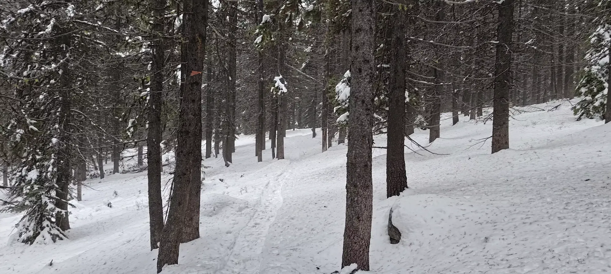 Baldy Mountain - November 10 2024