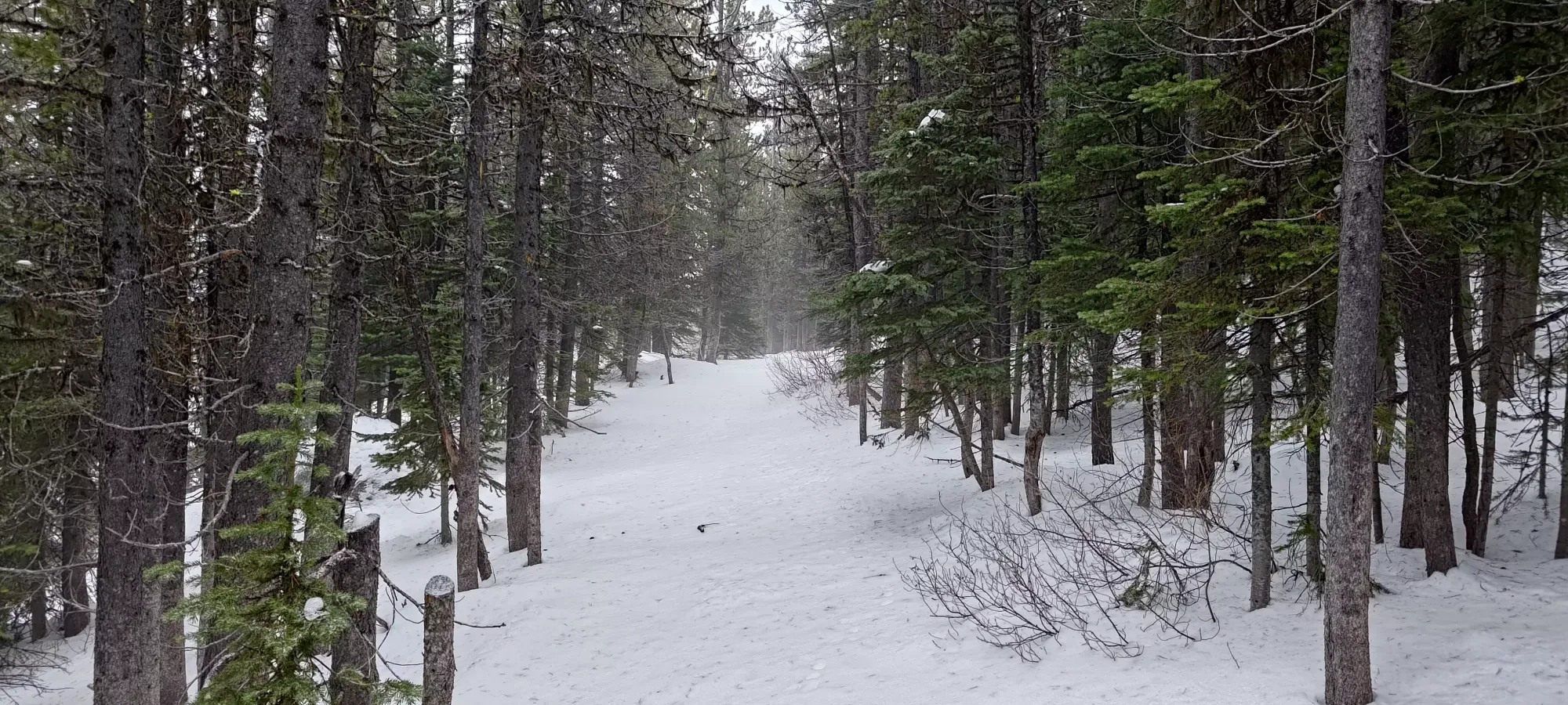 Baldy Mountain - November 10 2024