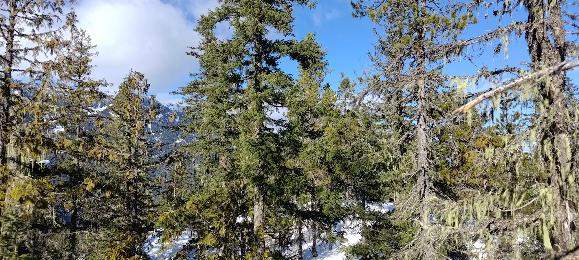 Pillchuck Peak - February 17 2025