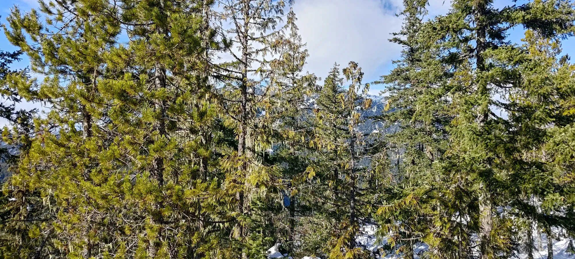 Pillchuck Peak - February 17 2025