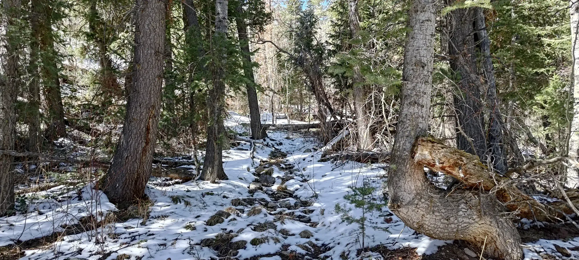 North Schell Peak - April 6 2025