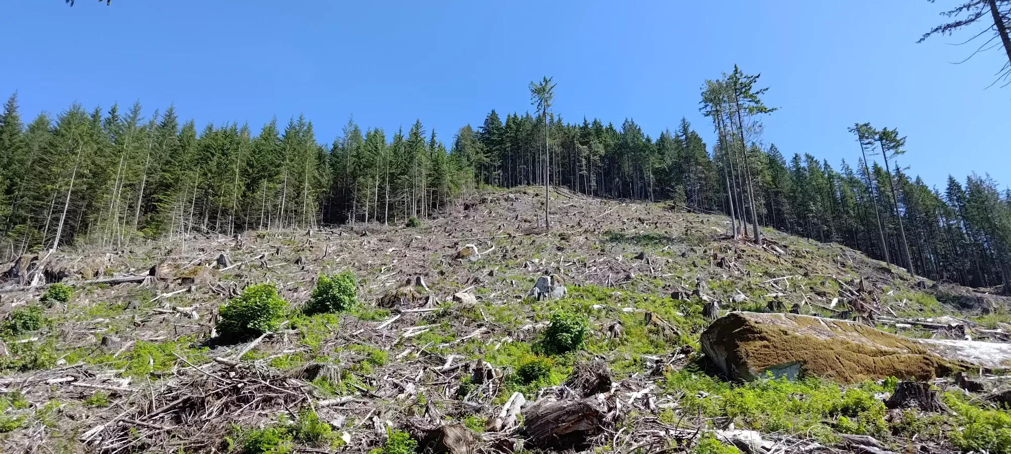 Kenworthy Peak - June 11 2023