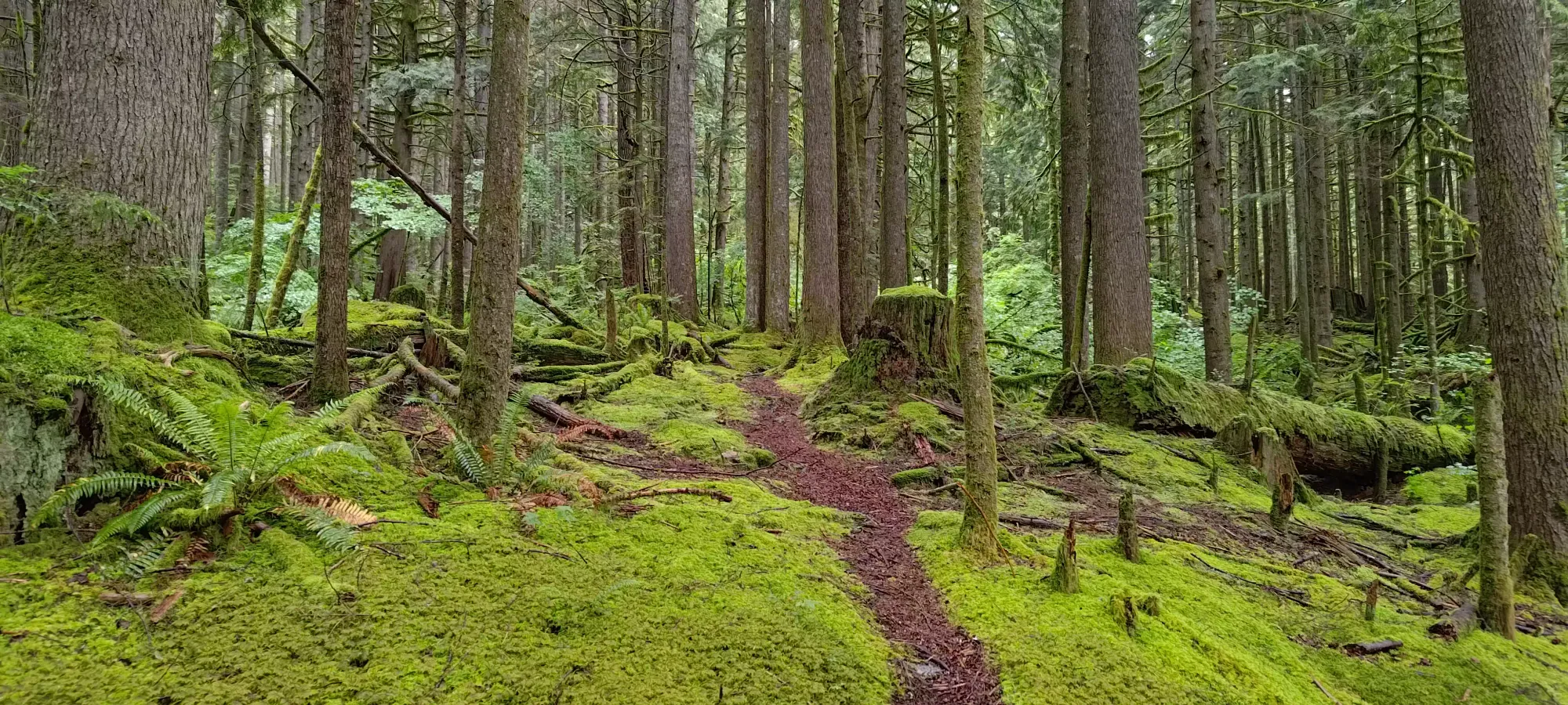 South and Middle Needles (North Vancouver) - June 16 2024